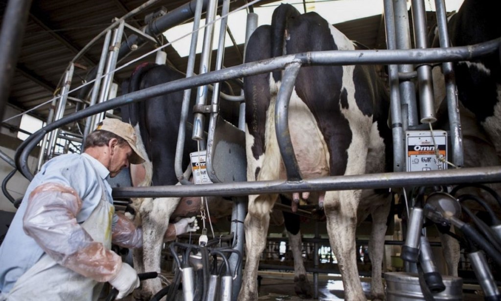 Productores tamberos acceden a nueva línea de créditos del BICE