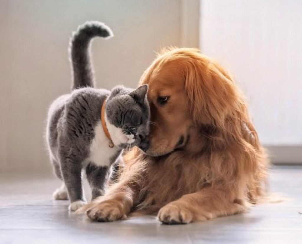 La mayoría de los dueños de mascotas pide más información sobre la prevención de parásitos