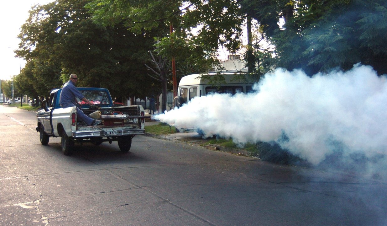 Invasión de mosquitos: cómo combatirlos y qué pasará durante los festejos de Año Nuevo