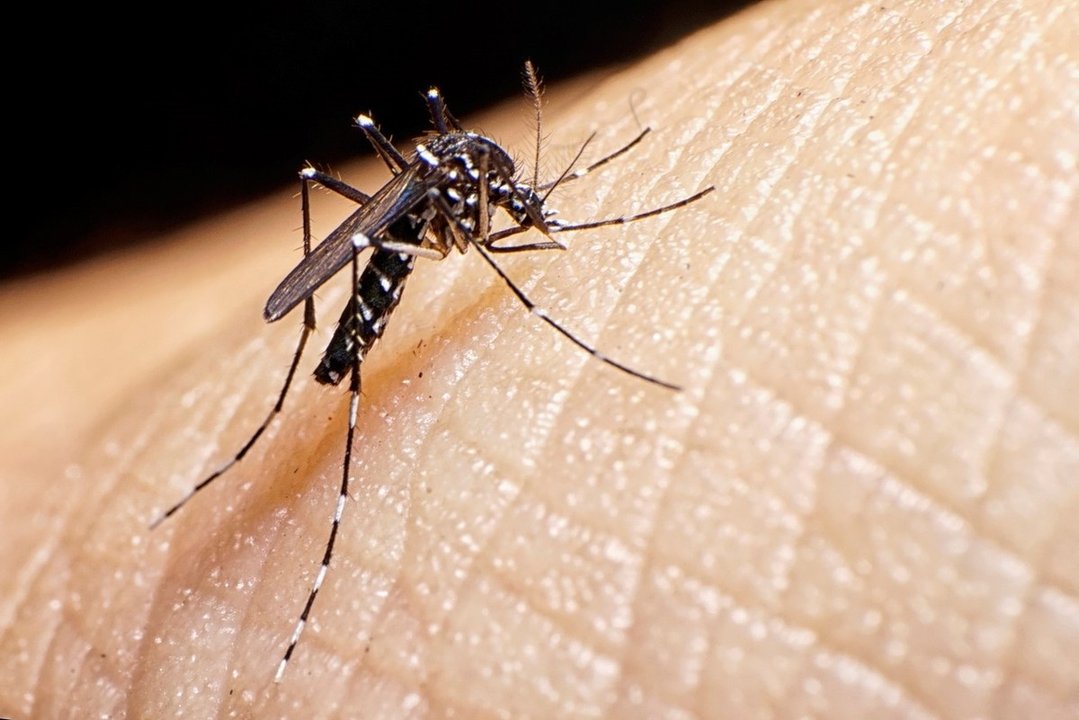 Dengue: preocupación por el veloz aumento de casos en seis provincias