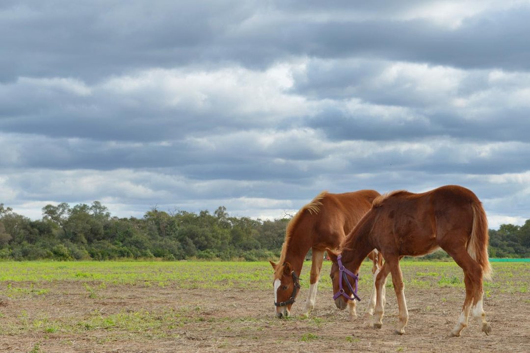 Ordenan vacunación obligatoria contra encefalomielitis para todos los caballos con al menos dos meses de vida