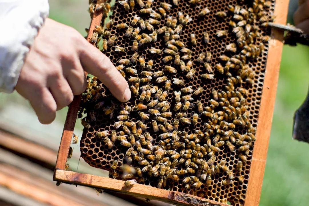 abejas