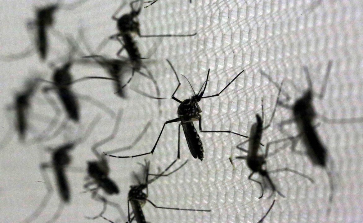 Los mejores trucos caseros para eliminar a los mosquitos para siempre