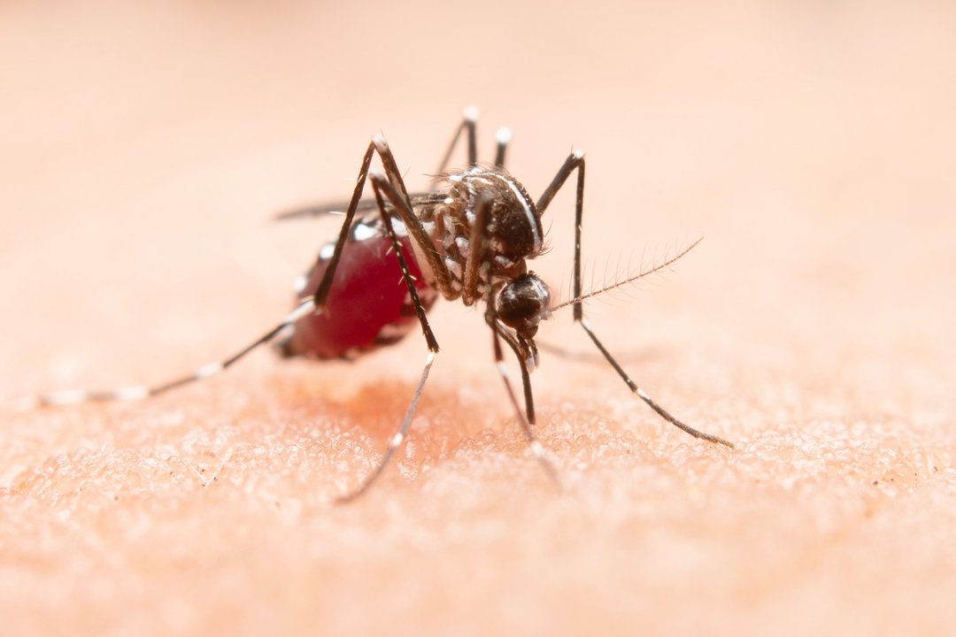 Cuándo se van los mosquitos del AMBA: peligro de dengue