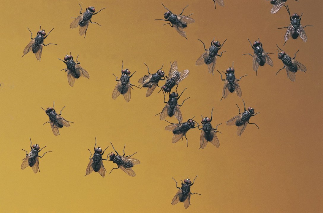 Invasión de mariposas en Buenos Aires: por qué aparecieron miles y qué significa este fenómeno viral