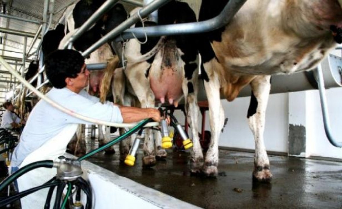 La producción láctea argentina alcanzó el nivel más alto en una década y las exportaciones el máximo en 14 años