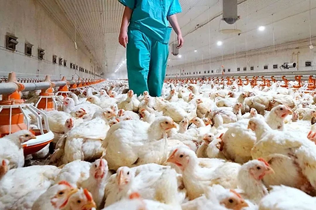 Productores refuerzan controles sanitarios ante nuevo caso de gripe aviar