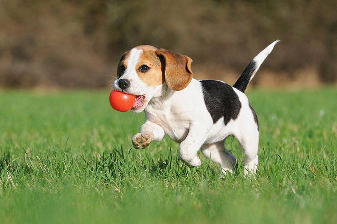 El colesterol también es cosa de perros: cuáles son las razas más propensas a tenerlo
