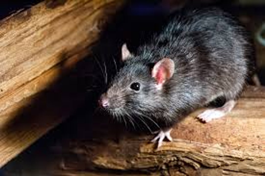 Confirman un nuevo caso de hantavirus en Bariloche: la paciente está internada en terapia intensiva