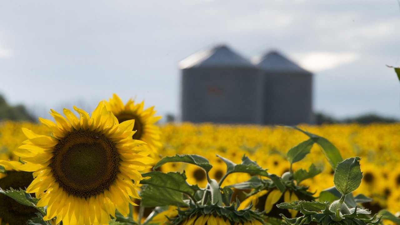 Nuevo récord del agro argentino: la molienda de girasol superó las 500.000 toneladas