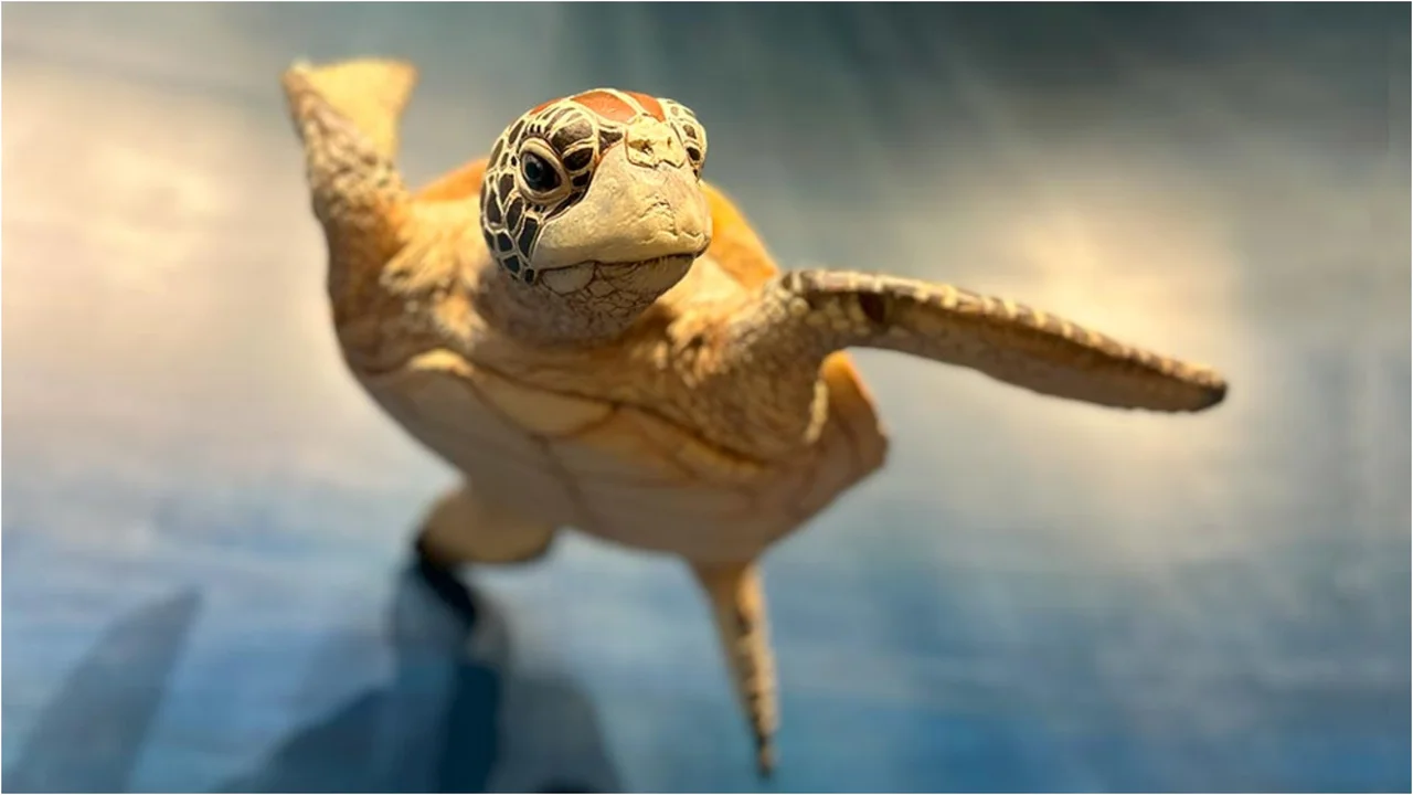 El museo donde se puede ver en persona a la fauna marina que CONICET transmite por YouTube desde Mar del Plata - Agencia Noticias Argentinas