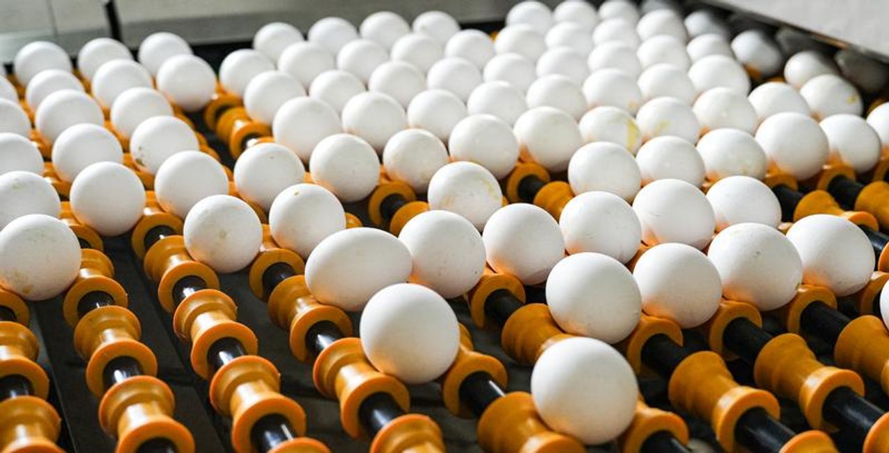 Argentina impulsa exportaciones de cerdo y huevos: marcaron récord en el primer cuatrimestre
