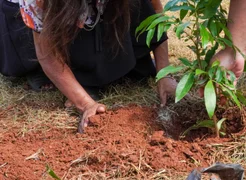 Plantan 100.000 árboles nativos en Misiones para restaurar un ecosistema amenazado – Agencia Noticias Argentinas