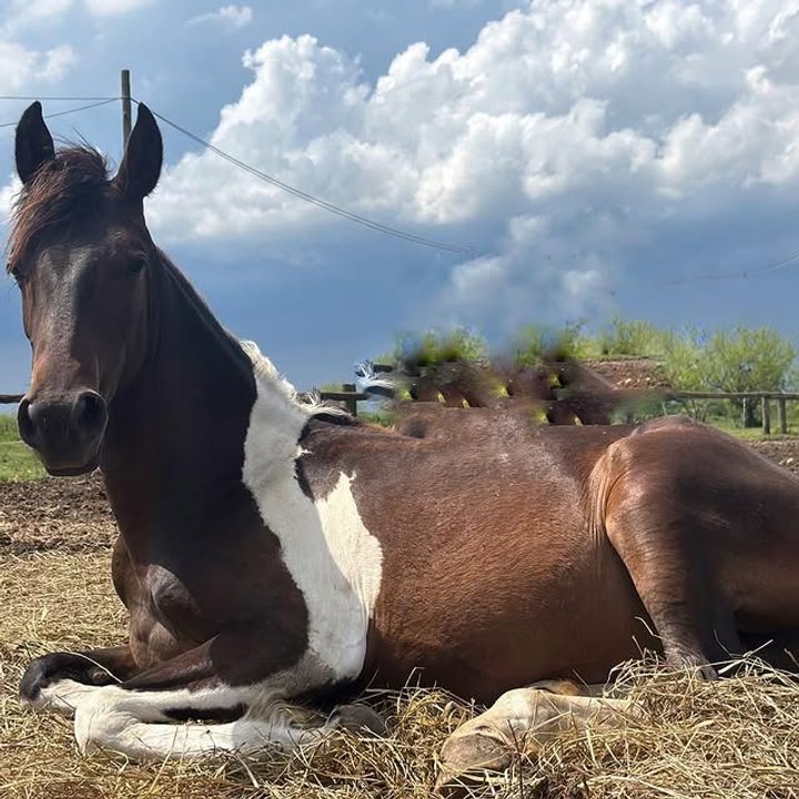 “Que vivan en libertad”: más de 130 caballos rescatados serán desalojados en diciembre