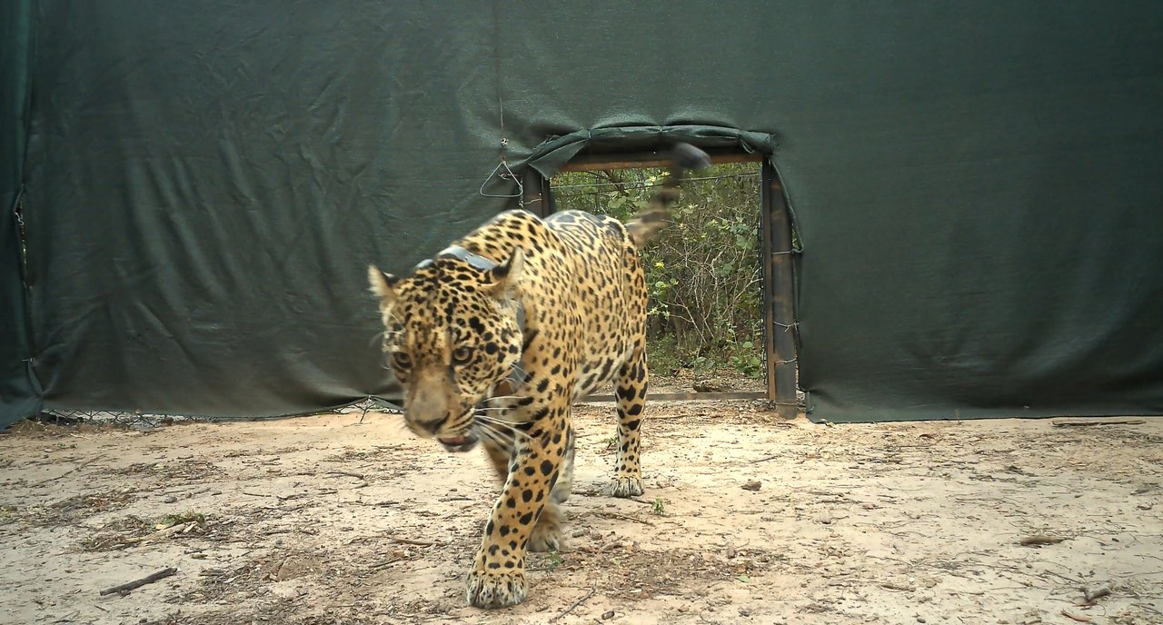 Otro ataque a un yaguareté: hallan el radiocollar de "Acaí" sumergido en el río Bermejo