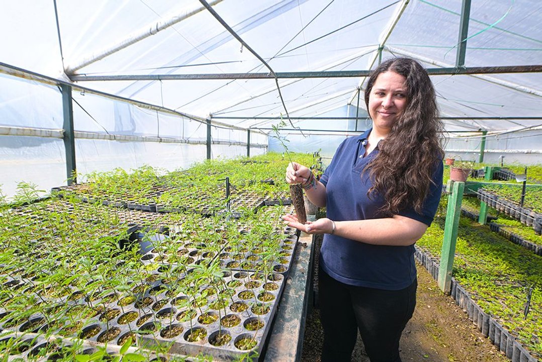 Cómo funciona el “multiplicador” de árboles para forestar campos cordobeses