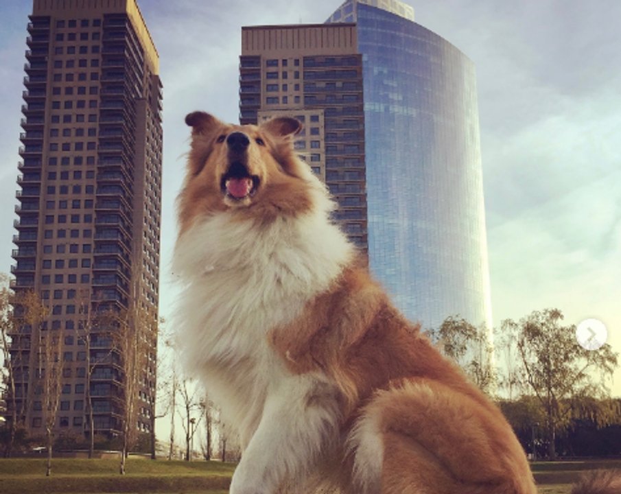 “Aunque tal vez nunca te lo dije”: el mensaje de Alberto Fernández para despedir a su perro Dylan