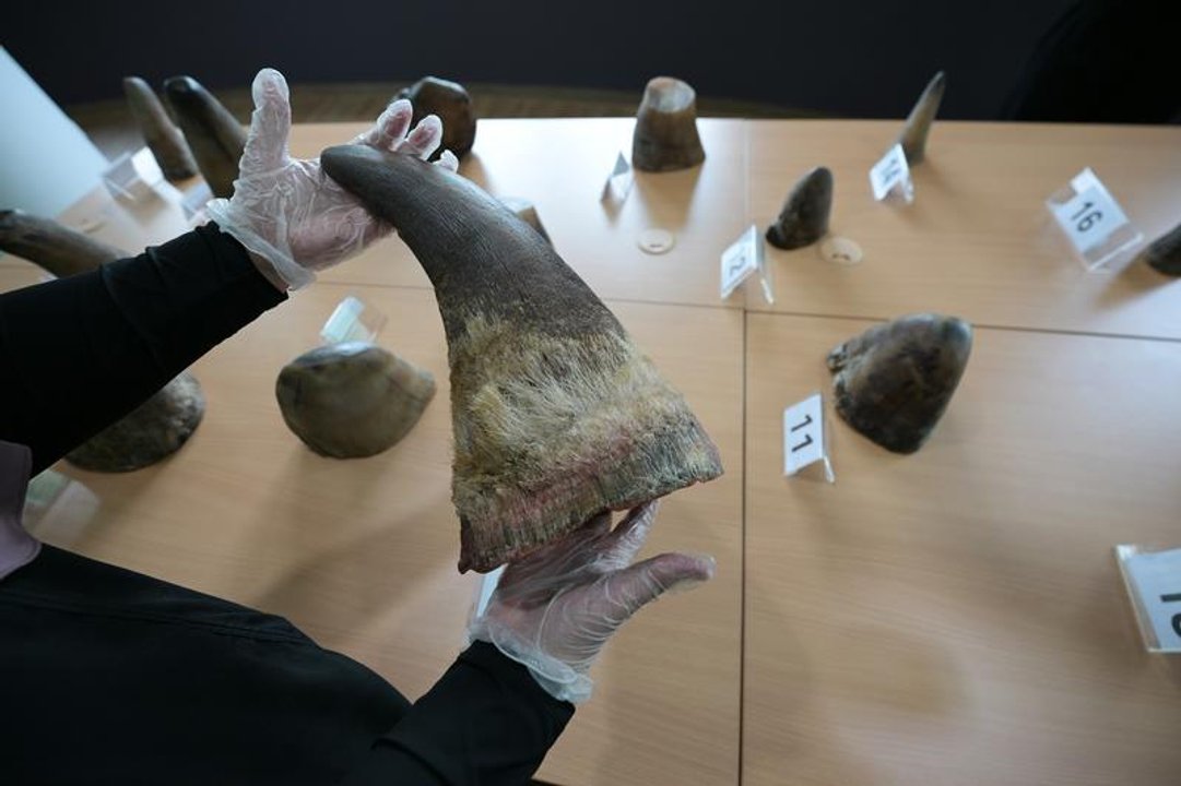 Cazadores furtivos: incautaron 20 cuernos de rinoceronte