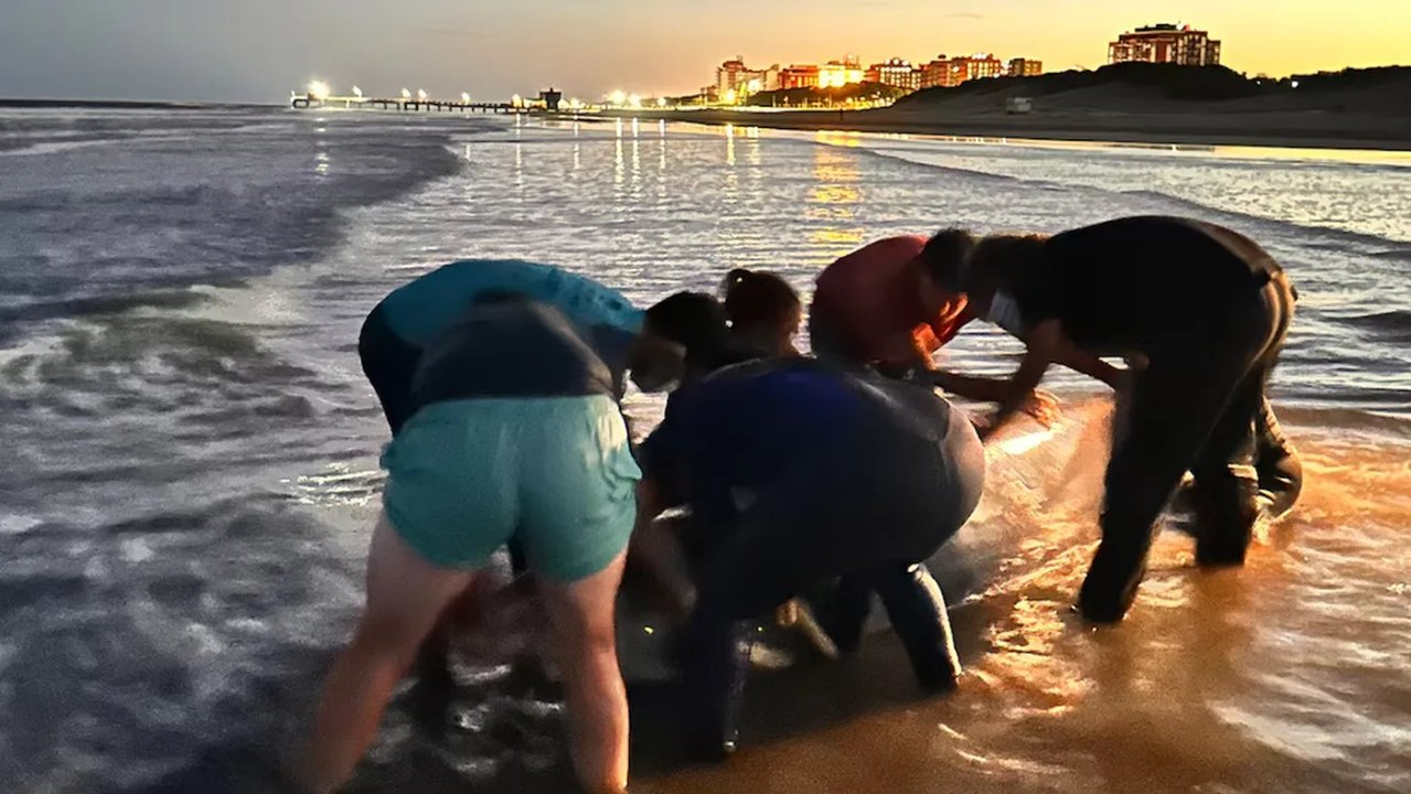 Ejemplar de zifio varado en la playa de San Clemente del Tuyú