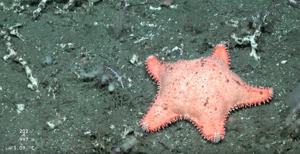 Investigadores del CONICET observan una estrella de mar del género Hippasteria en el fondo marino