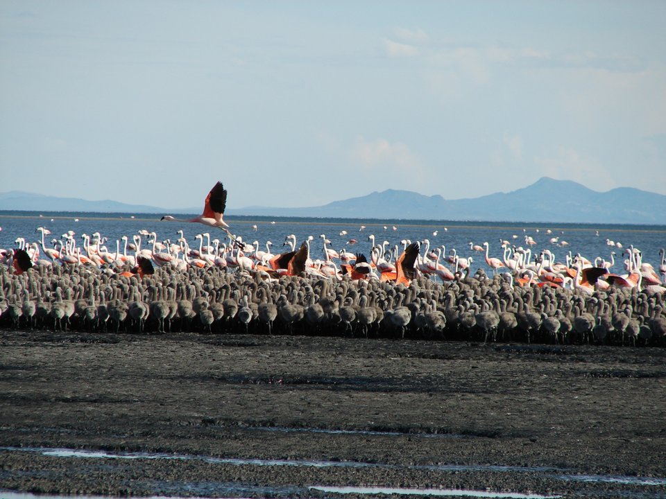 Laguna de Llancanelo, área natural protegida en Mendoza