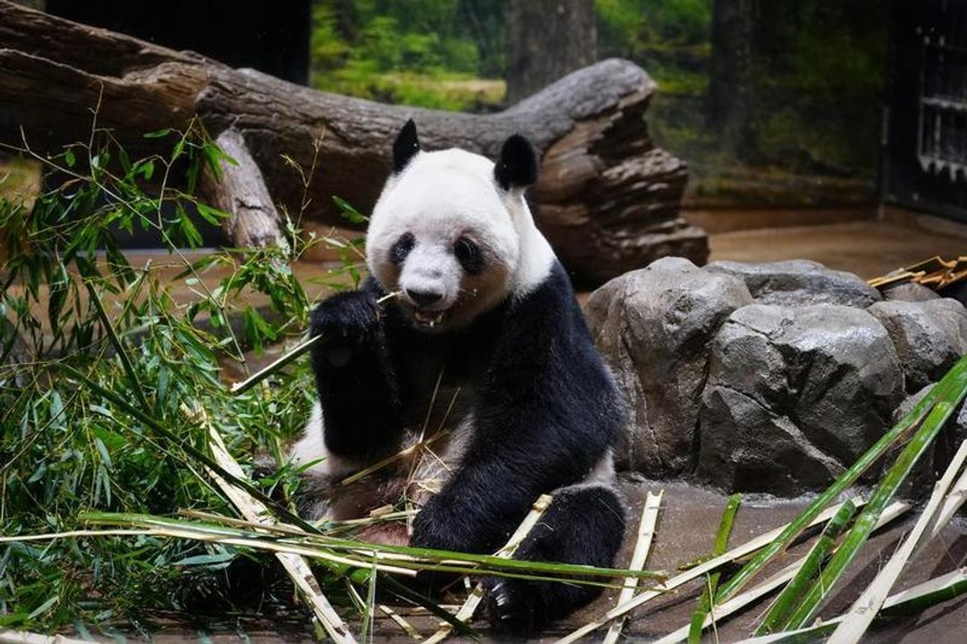 Traslado de los pandas Xiao Xiao y Lei Lei desde el zoológico de Ueno
