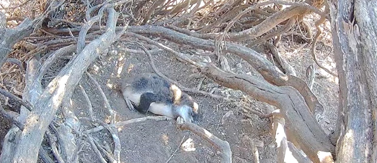 Pingüinos de Magallanes en transmisión en vivo desde Chubut