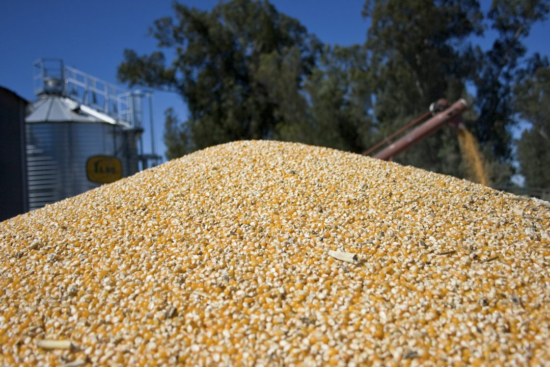 Buques cerealeros cargando granos en puerto argentino