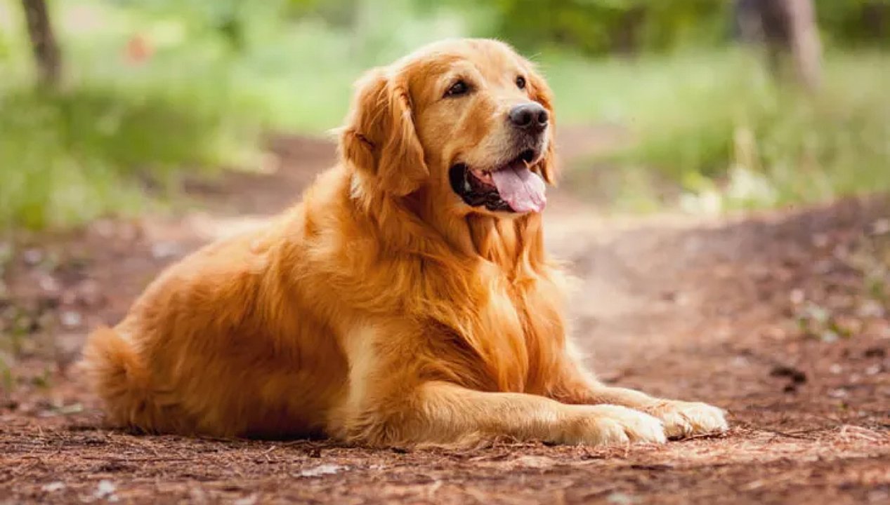 Perros en Argentina y el mundo: ranking global de mascotas