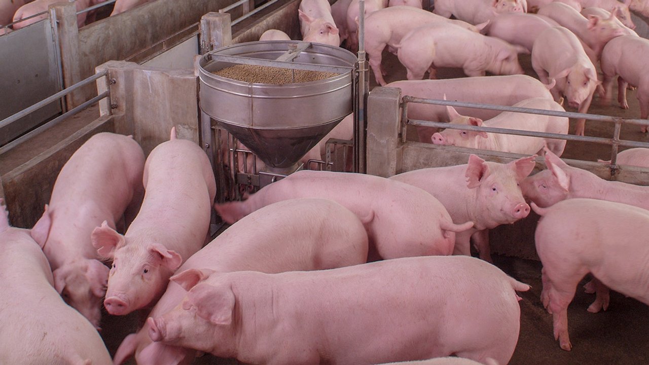 Cerdos en producción intensiva en Argentina
