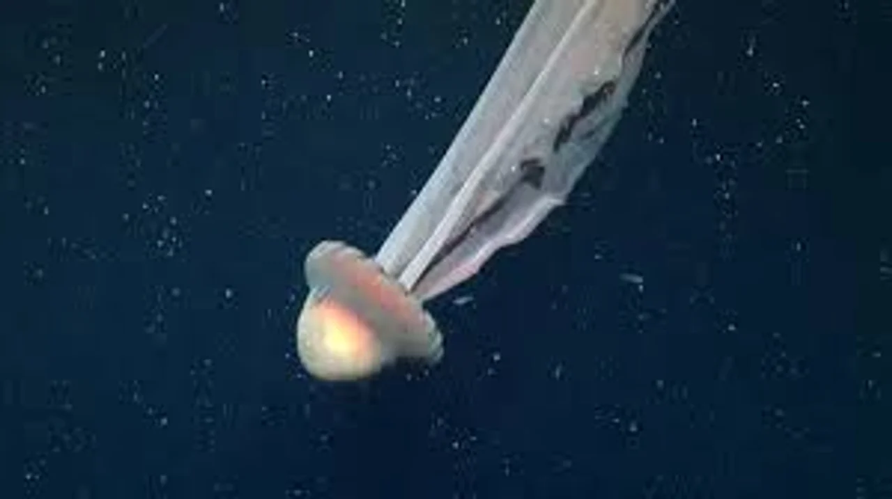 Hallaron una medusa gigante en el Mar Argentino - Agencia Noticias Argentinas
