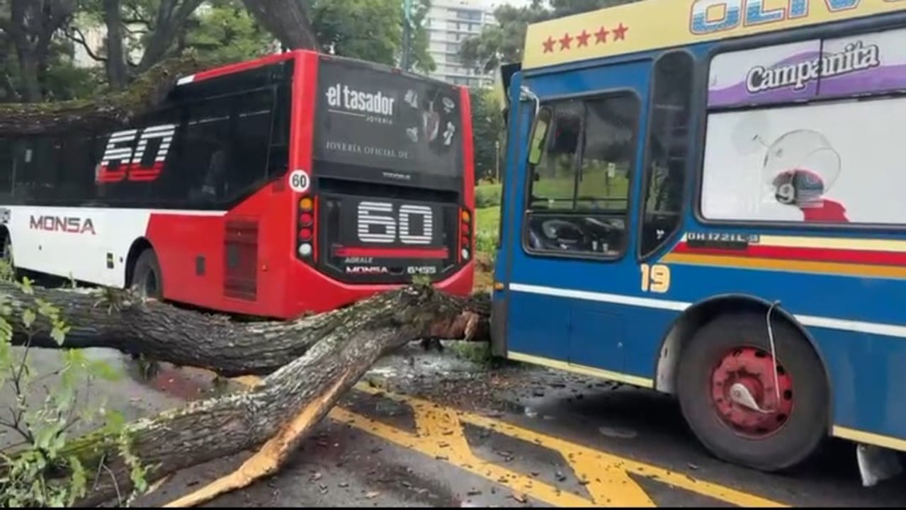 Operativo tras la caída de un árbol sobre colectivos en Belgrano