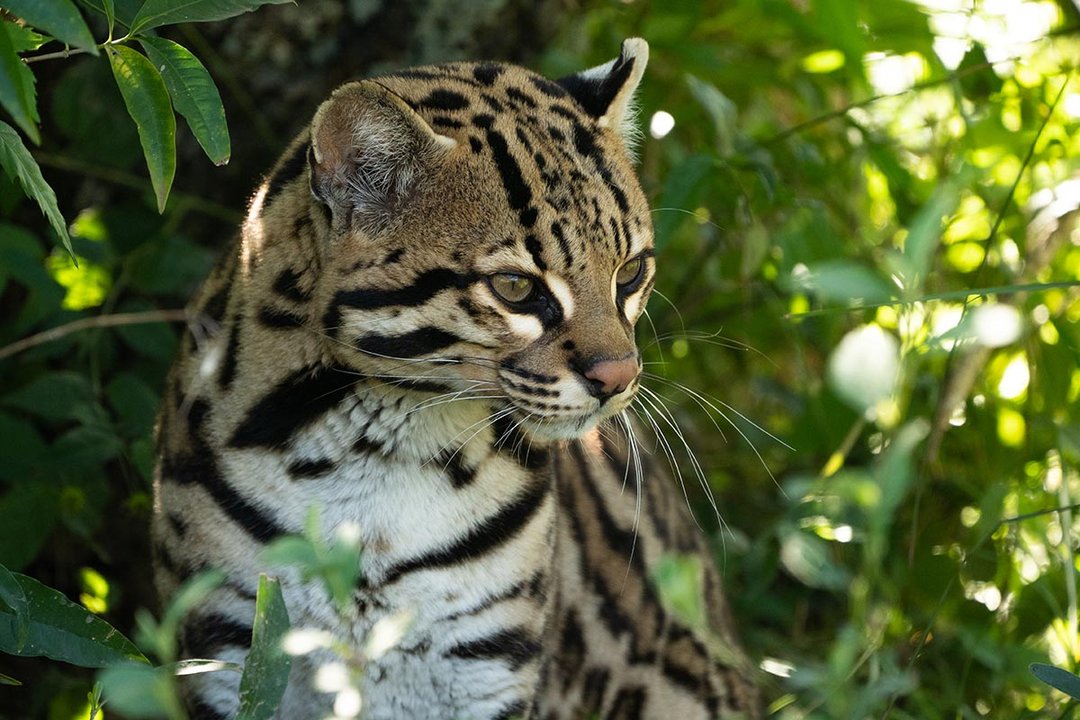 Ocelote Messi en proyecto de reintroducción en Iberá