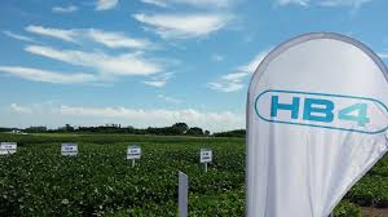 Soja HB4 y su impacto en el comercio con la Unión Europea
