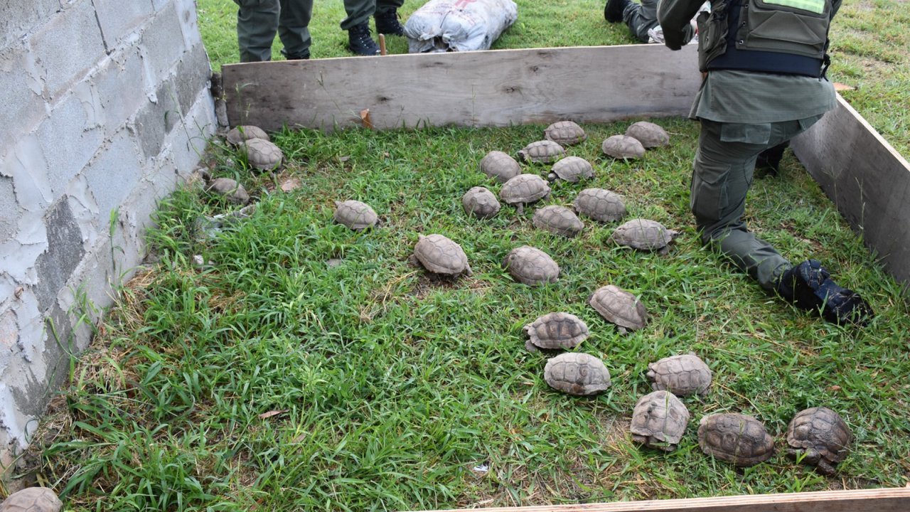 Tortugas y loros rescatados de un camión en Santa Fe