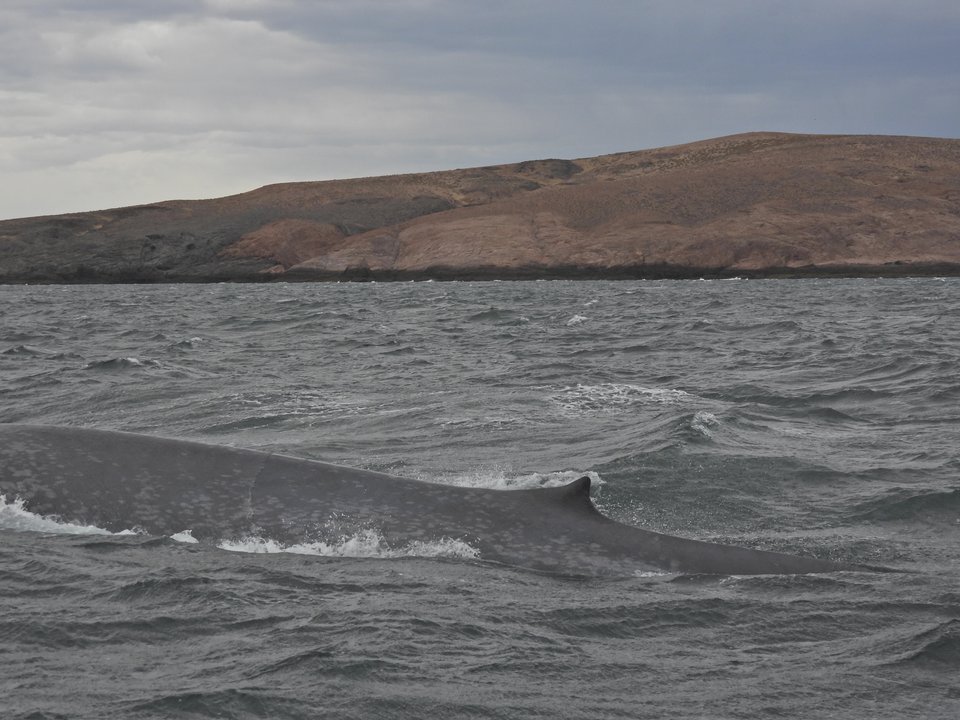 Ballena azul avistada en el Parque Provincial Patagonia Azul, Chubut