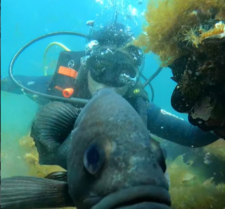 Actividad de buceo y apnea en Puerto Madryn