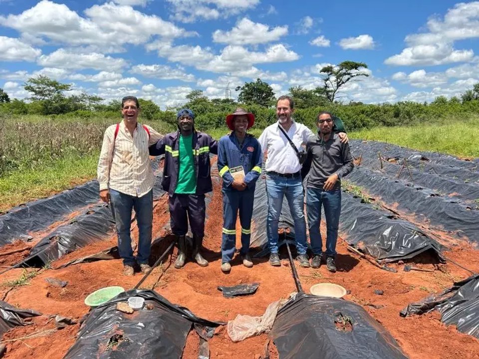 Técnicos argentinos asesoran sobre el cultivo de tomate en Mozambique