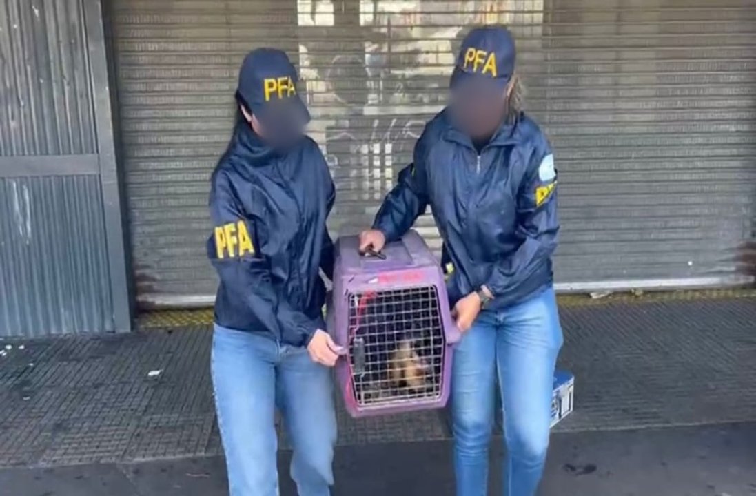 Mono caí rescatado en la Villa 31, en Retiro