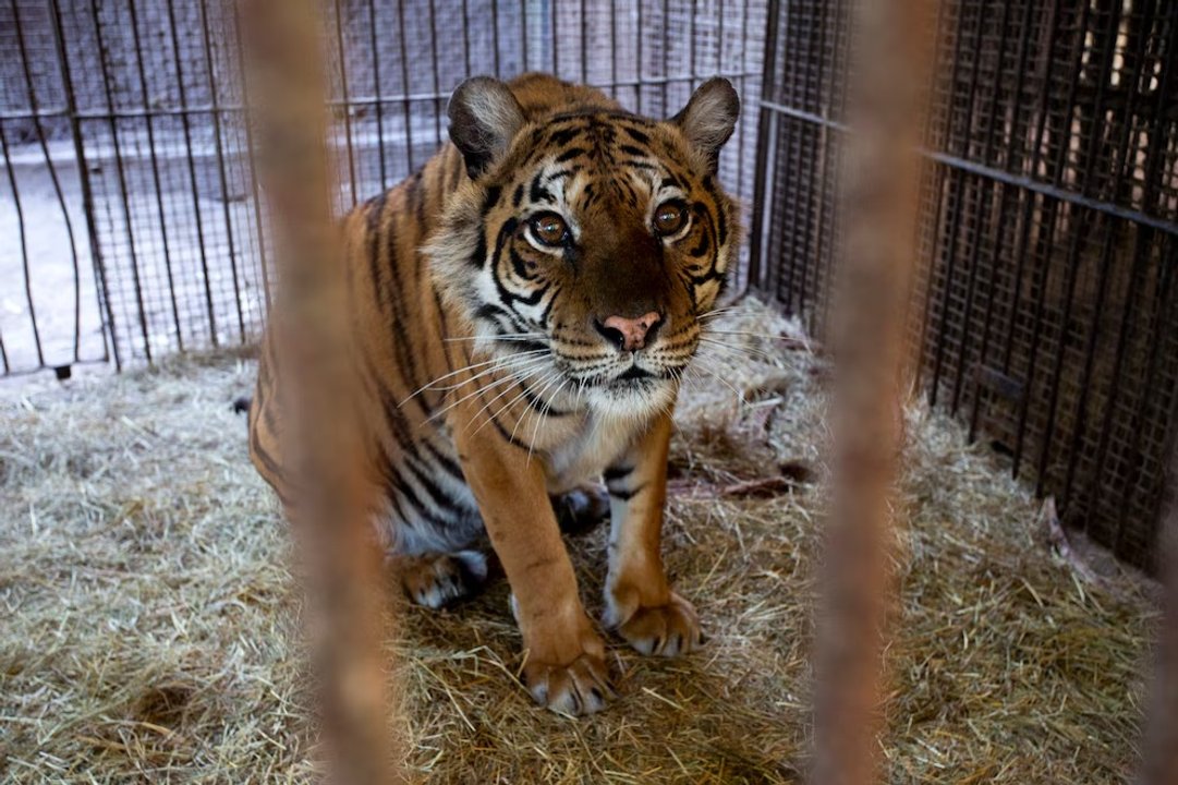 Traslado de osos y una tigresa del ex zoológico de Luján hacia santuarios en el exterior