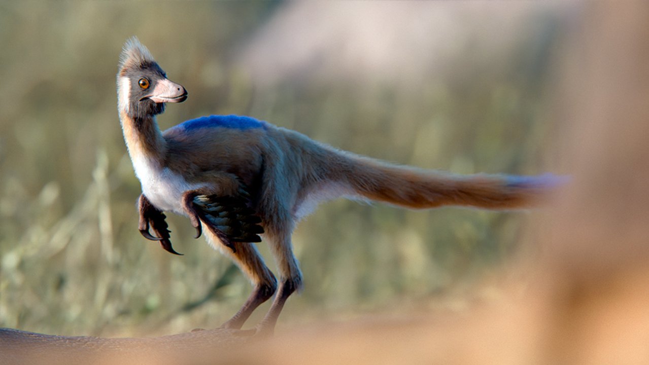 Reconstrucción de un pequeño dinosaurio alvarezsaurio hallado en Río Negro