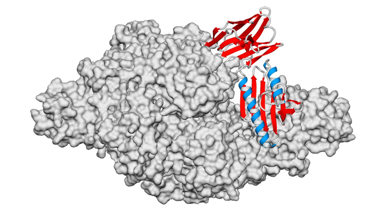 Investigadores argentinos desarrollan nanoanticuerpos contra la ataxia de Friedreich