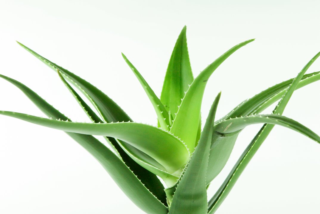 Plantas medicinales y aromáticas en la naturaleza