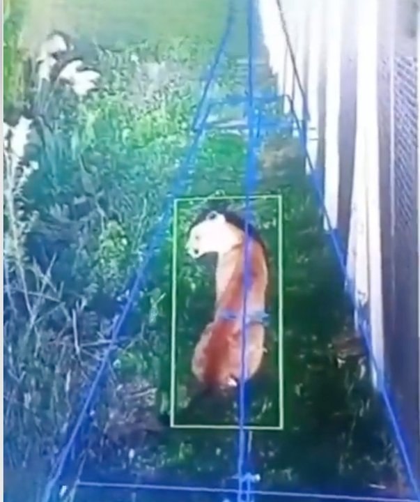 Puma avistado en un barrio privado de Hudson, Berazategui