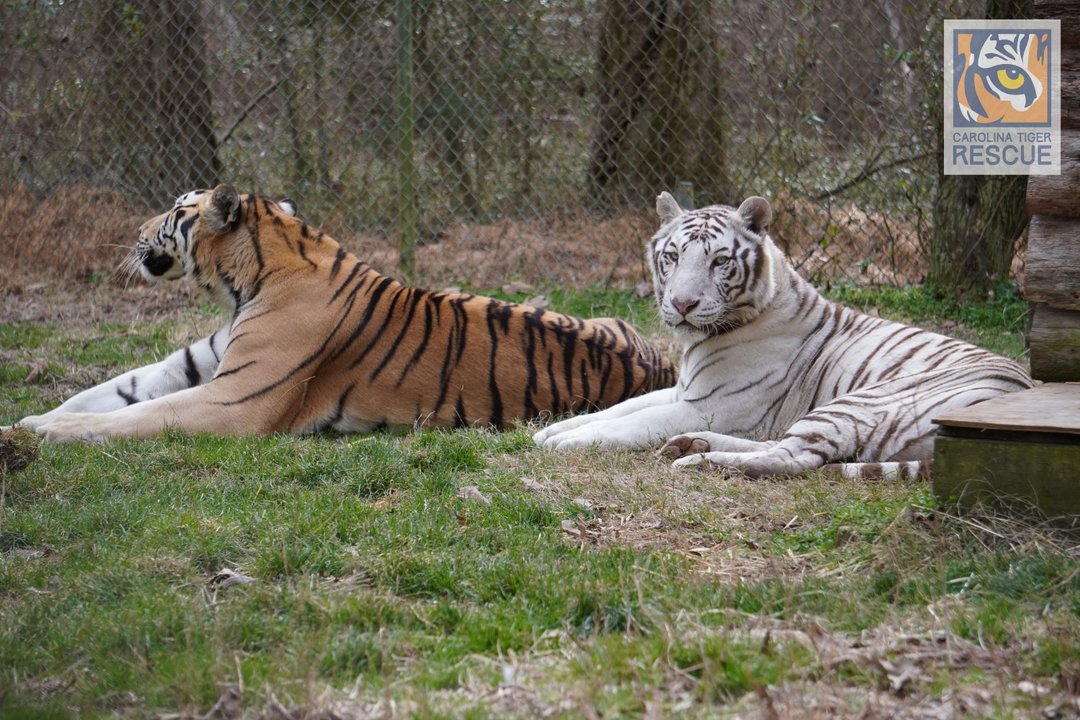 Traslado internacional de tigres y leones rescatados
