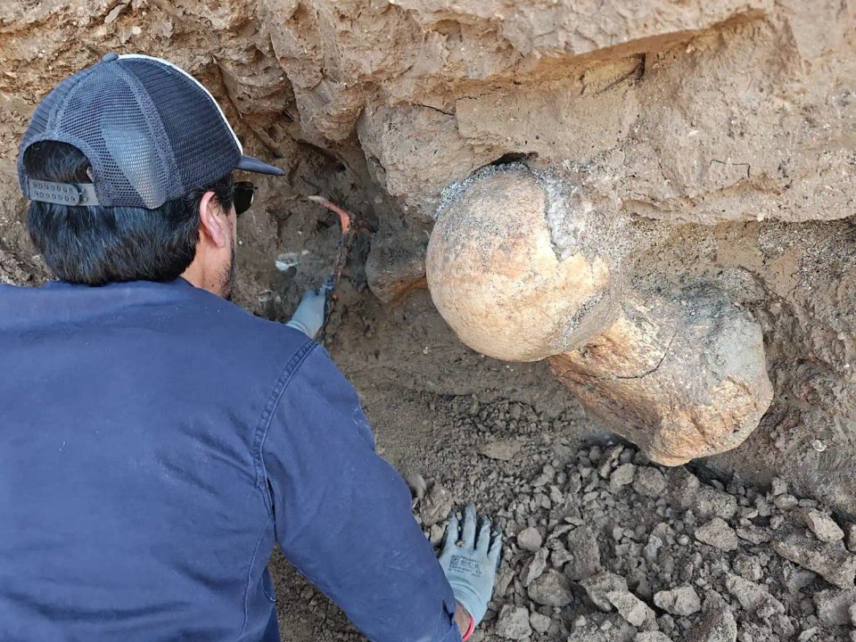Fémur de perezoso gigante hallado en los acantilados de Santa Clara del Mar