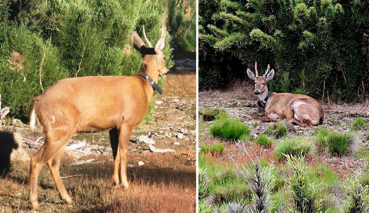 Huemul Newenche monitoreado en el Parque Nacional Lanín