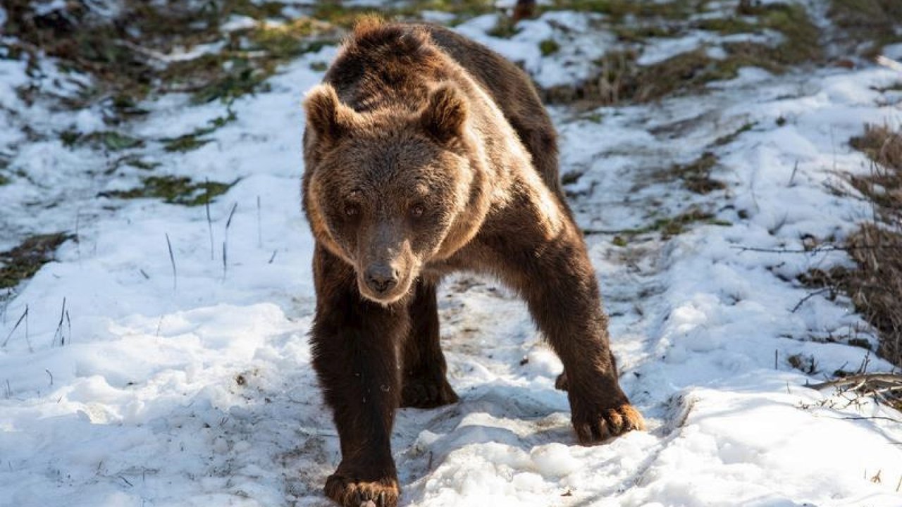 Osos pardos y tigresa del ex zoológico de Luján trasladados a santuarios de Europa