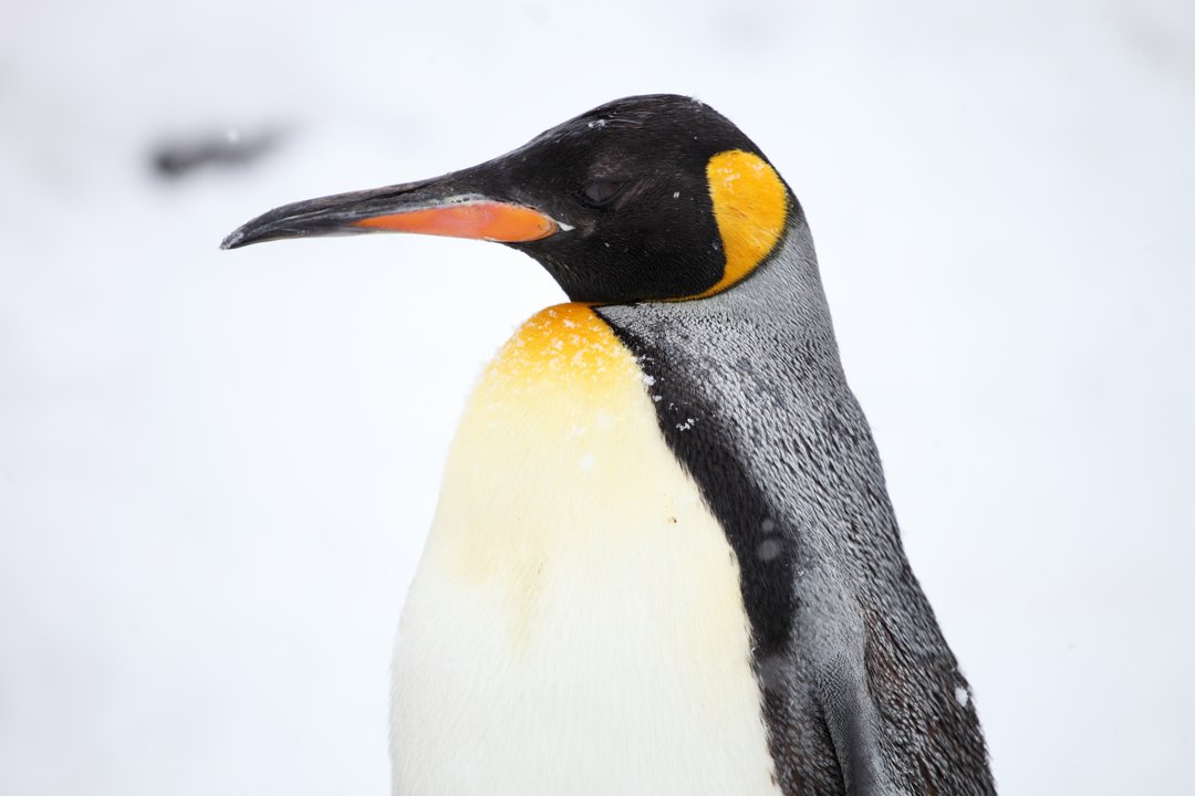 Pingüino rey rescatado en Vicente López