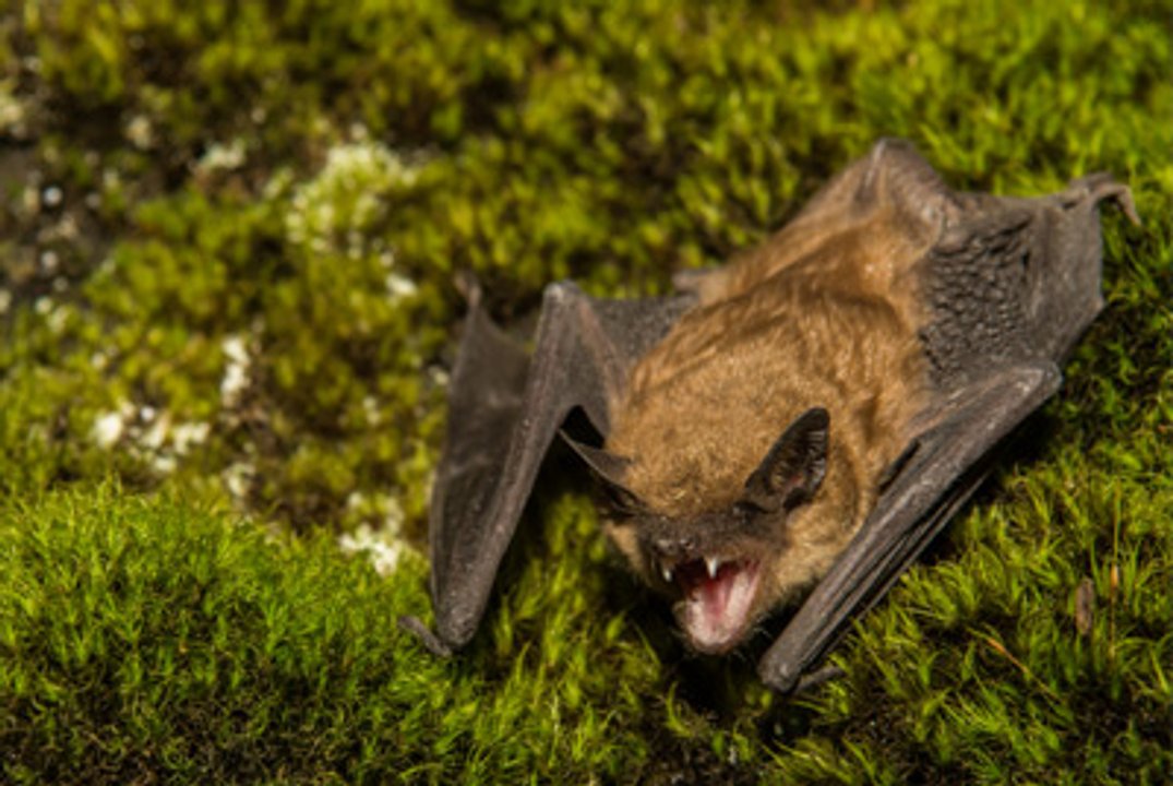 Murciélago con rabia genera alerta sanitaria en Castelar Sur